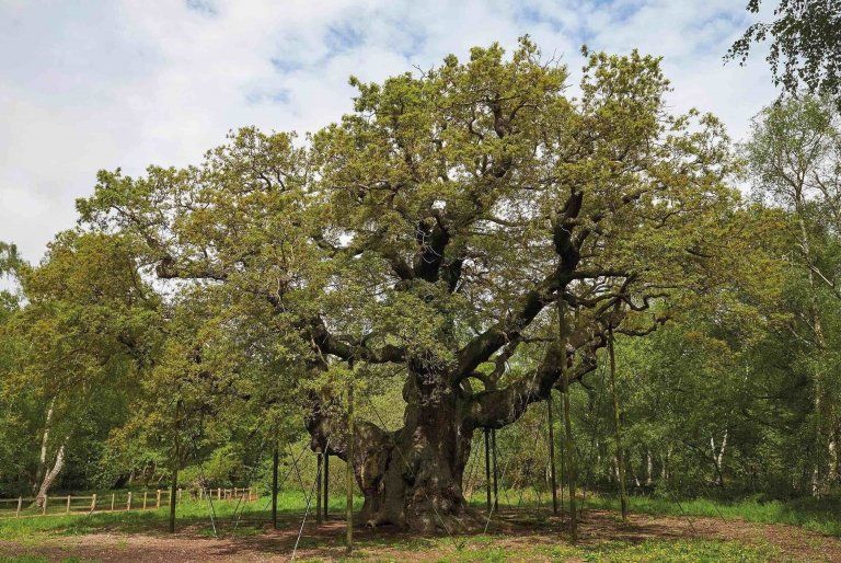 The Major Oak in Sherwood Forest